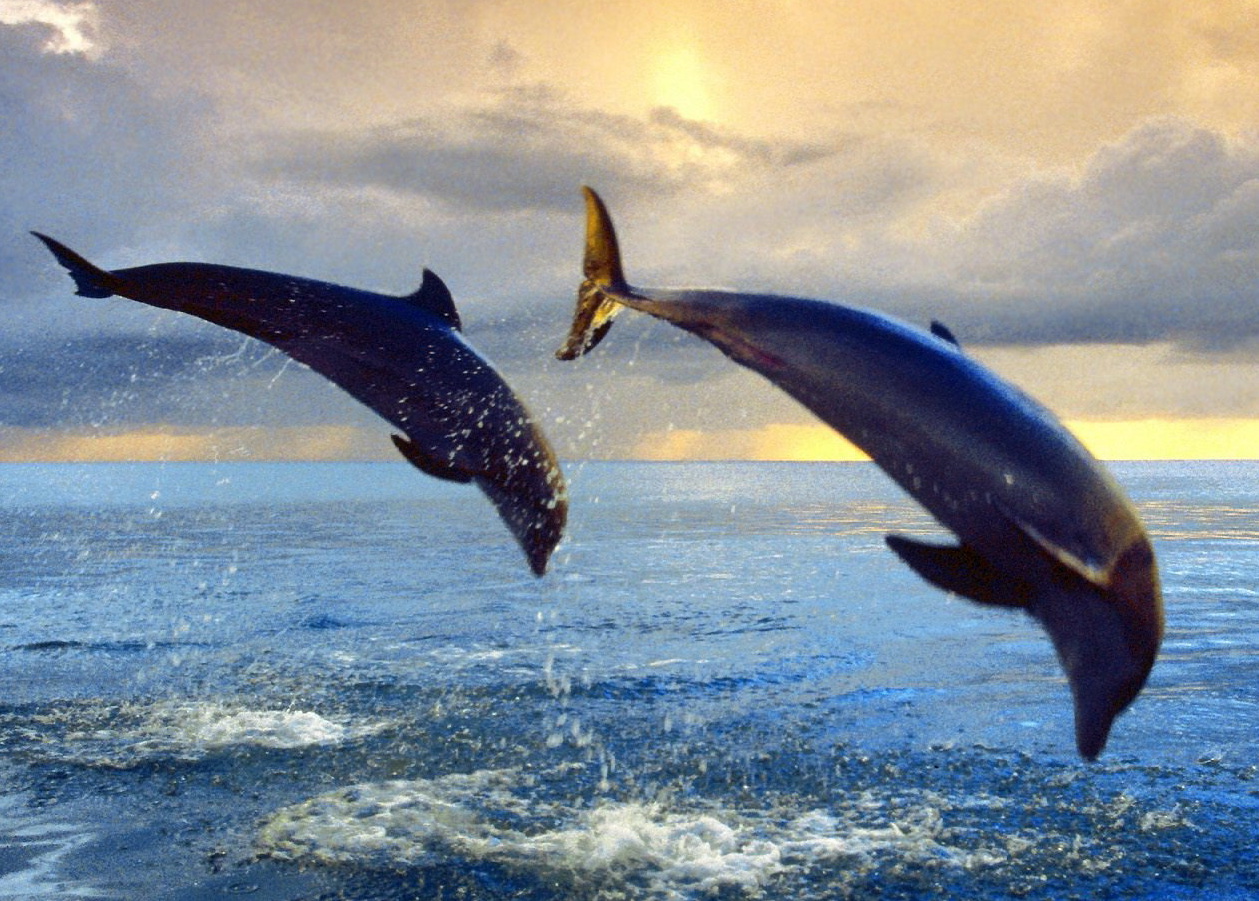 Дельфины море Крым