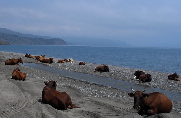 Отдыхают на пляже не только люди, но и коровы. Качество молока наверняка улучшается