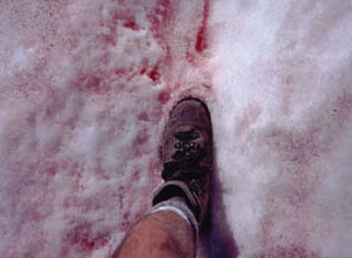 Кровавый снег — эвглена, хамидомонада