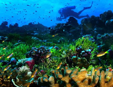 Коралловые Рифы