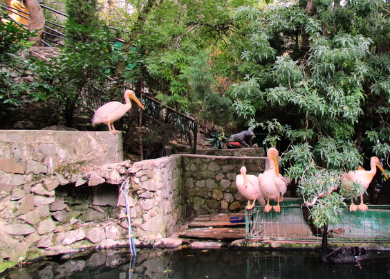 Ялтинский зоопарк Сказка — пеликаны