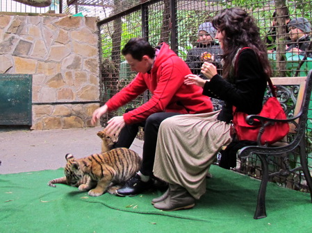 Ялтинский зоопарк Сказка — тигрята